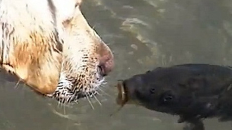 【短片】狗和魚之間的愛！你看過狗吻魚、狗救魚嗎？