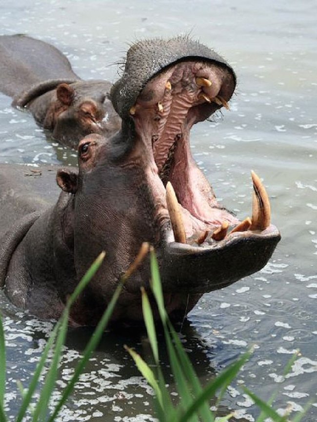 Hippo-Herbivore-Canine-Teeth1
