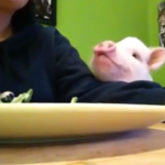 為何這個豬吃沙拉的影片竟有50萬點擊？