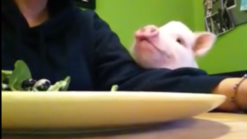 為何這個豬吃沙拉的影片竟有50萬點擊？