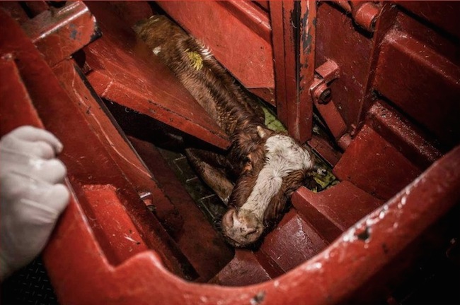 photo by Elige Veganismo 一頭牛被困在屠宰機械中。