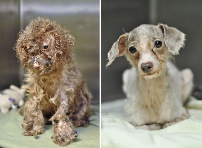 dog-makeover-before-after-rescue-18