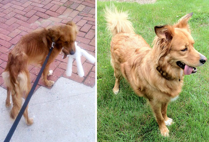 dog-makeover-before-after-rescue-20