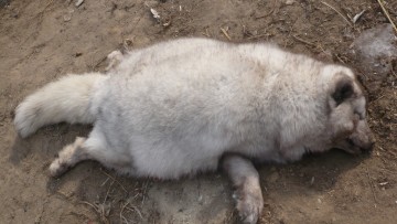 善待動物組織調查員分享親身經歷