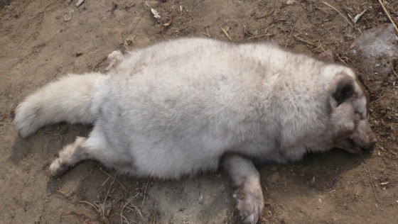 善待動物組織調查員分享親身經歷