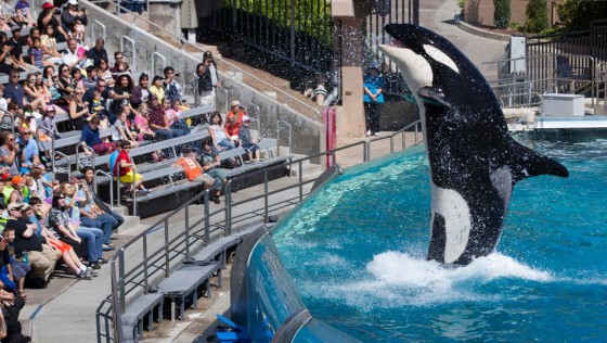 前訓練員公開指責海洋世界(SeaWorld)囚禁鯨魚