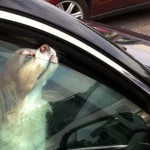 狗狗被留在高溫車內會發生什麼事？