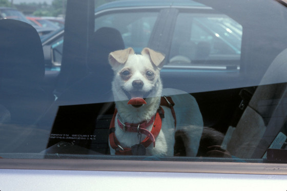 Dog-in-Car_Lisa-L