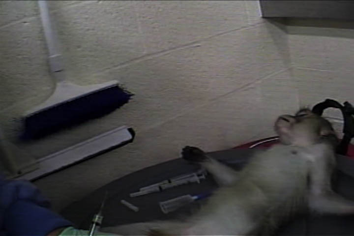 (video still) monkey lying on a table, lab tech holding a syringe