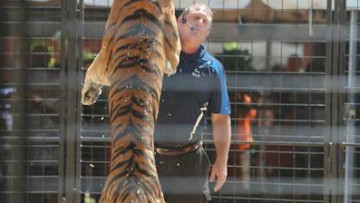 老虎被餓至骨瘦如柴，於美國遊樂場被強迫表演